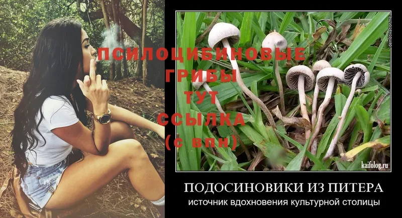 Псилоцибиновые грибы MAGIC MUSHROOMS  где можно купить   гидра ссылка  Верея 